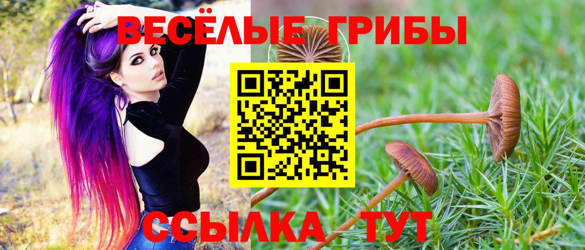 где можно купить наркотик  Галлюциногенные грибы Psilocybe  Вход с VPN  Псилоцибиновые грибы прущие грибы  Большой Камень 